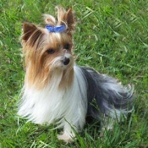 photo credit https://yorkiemag.com/parti-yorkies/