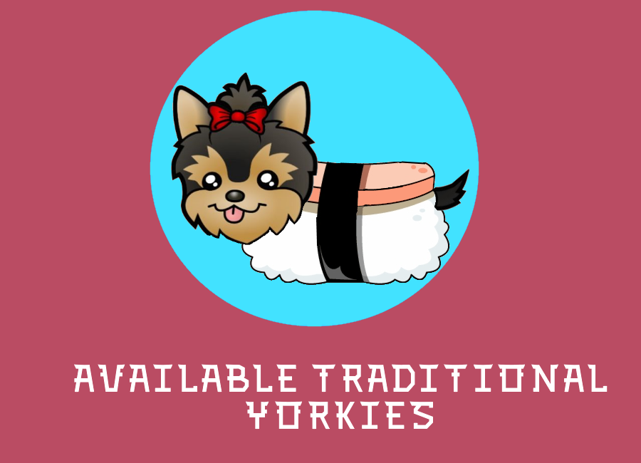 traditional yorkie puppies